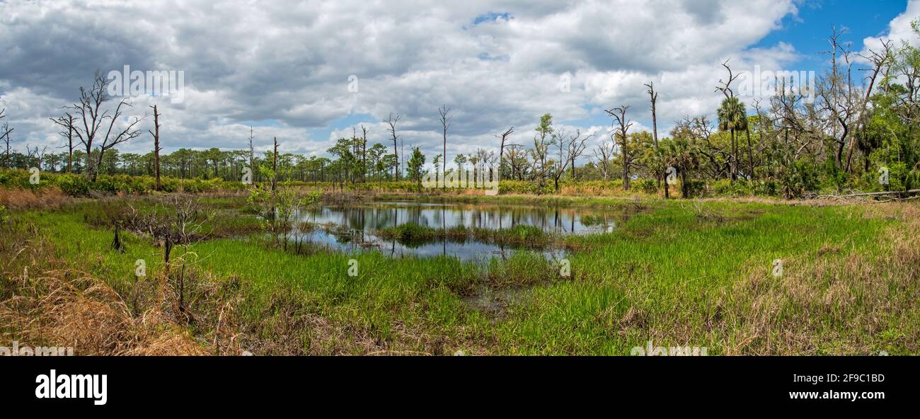 Landschaft von Rock Springs Run State Reserve im Zentrum von Florida. Stockfoto