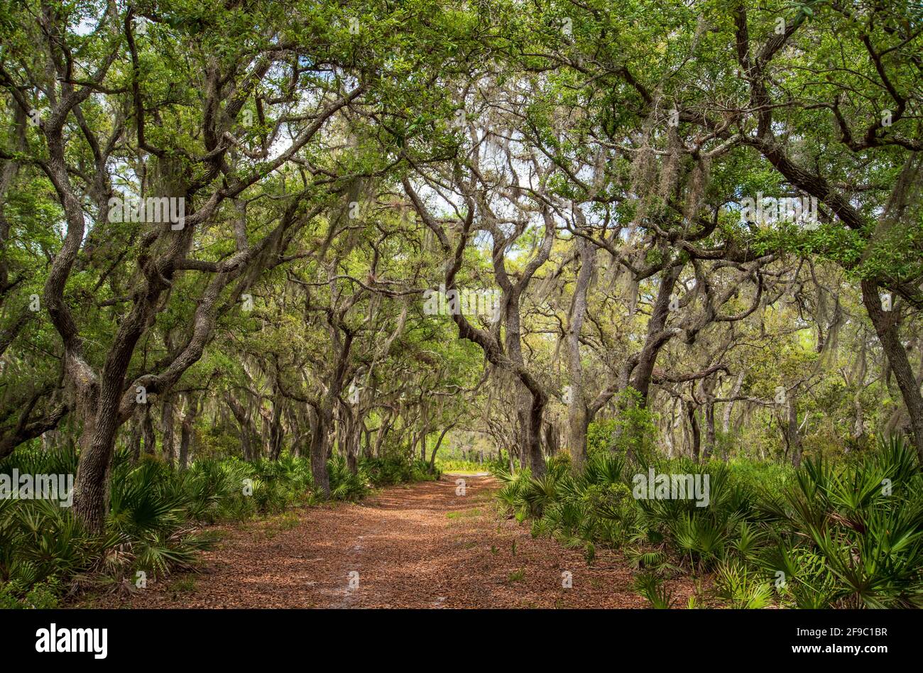 Rock Springs Run State Reserve im Zentrum von Florida. Stockfoto