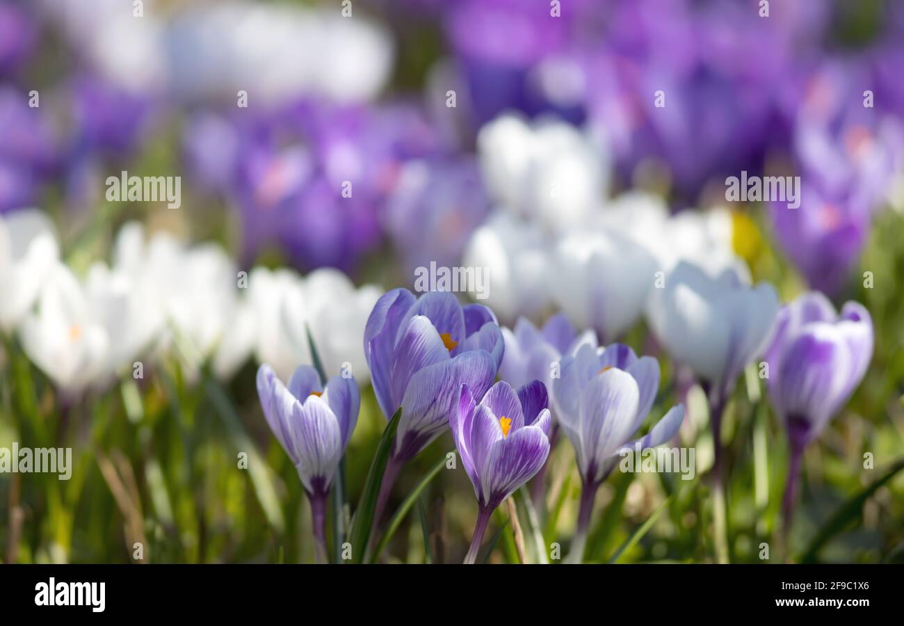 Weiße und violette Krokus blühen im Frühling, geringe Schärfentiefe Stockfoto