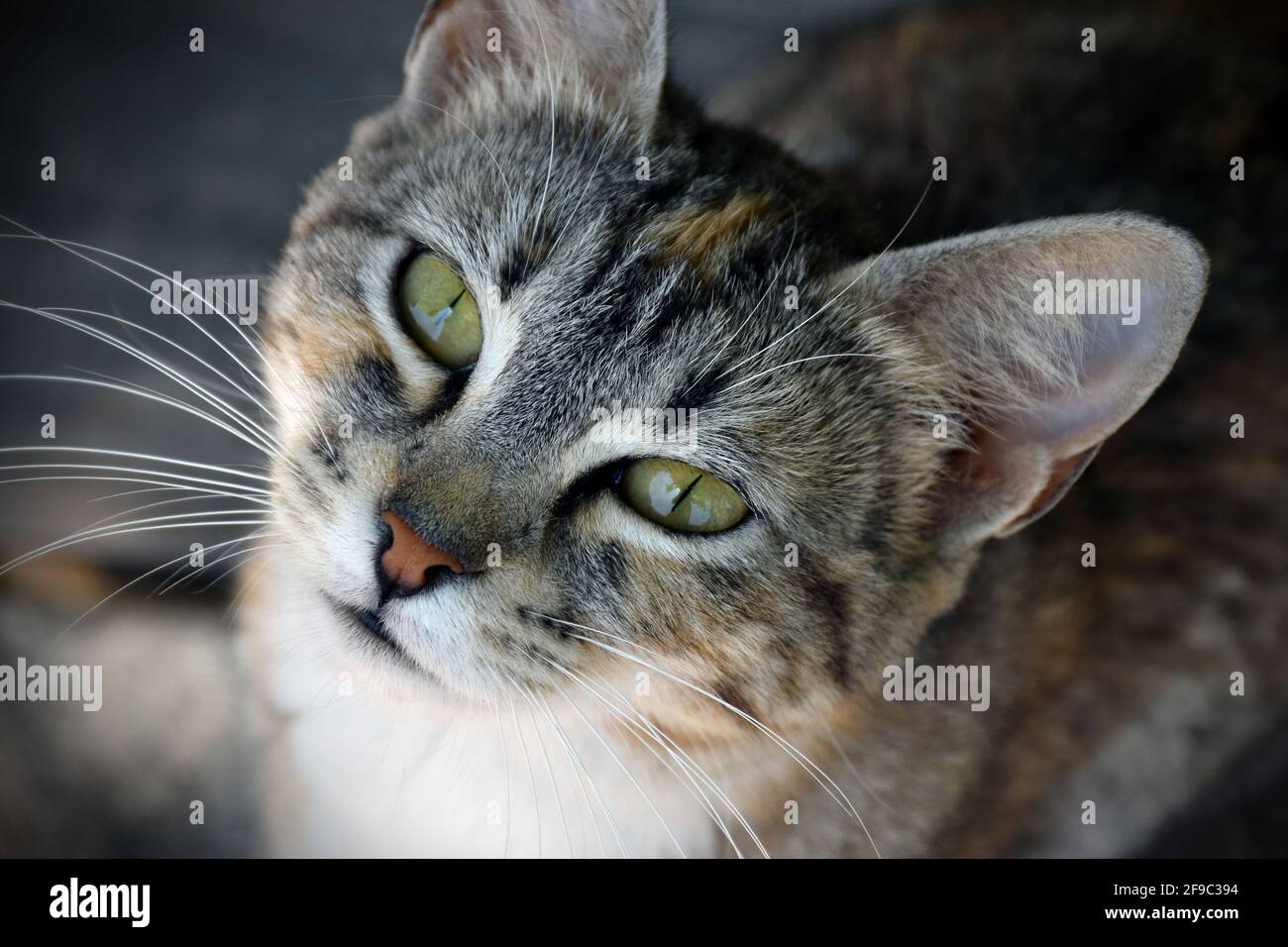 Cute Katzengesicht Nahaufnahme aus dem oberen Winkel Stockfoto