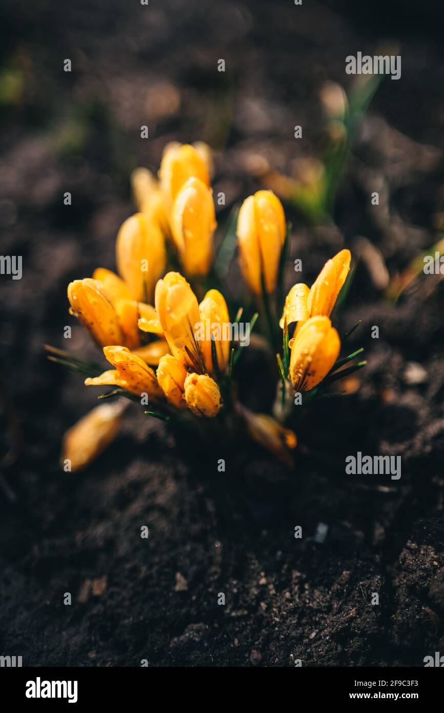 Gelbe Krokusse im Wald Stockfoto