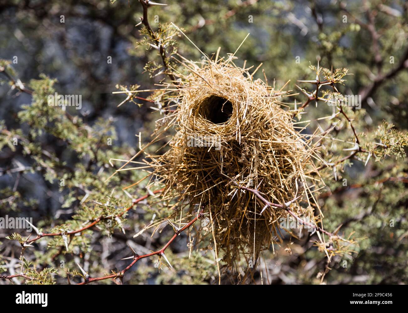 Filigrane, künstlerische Webervögel nisten in Namibia, Afrika Stockfoto