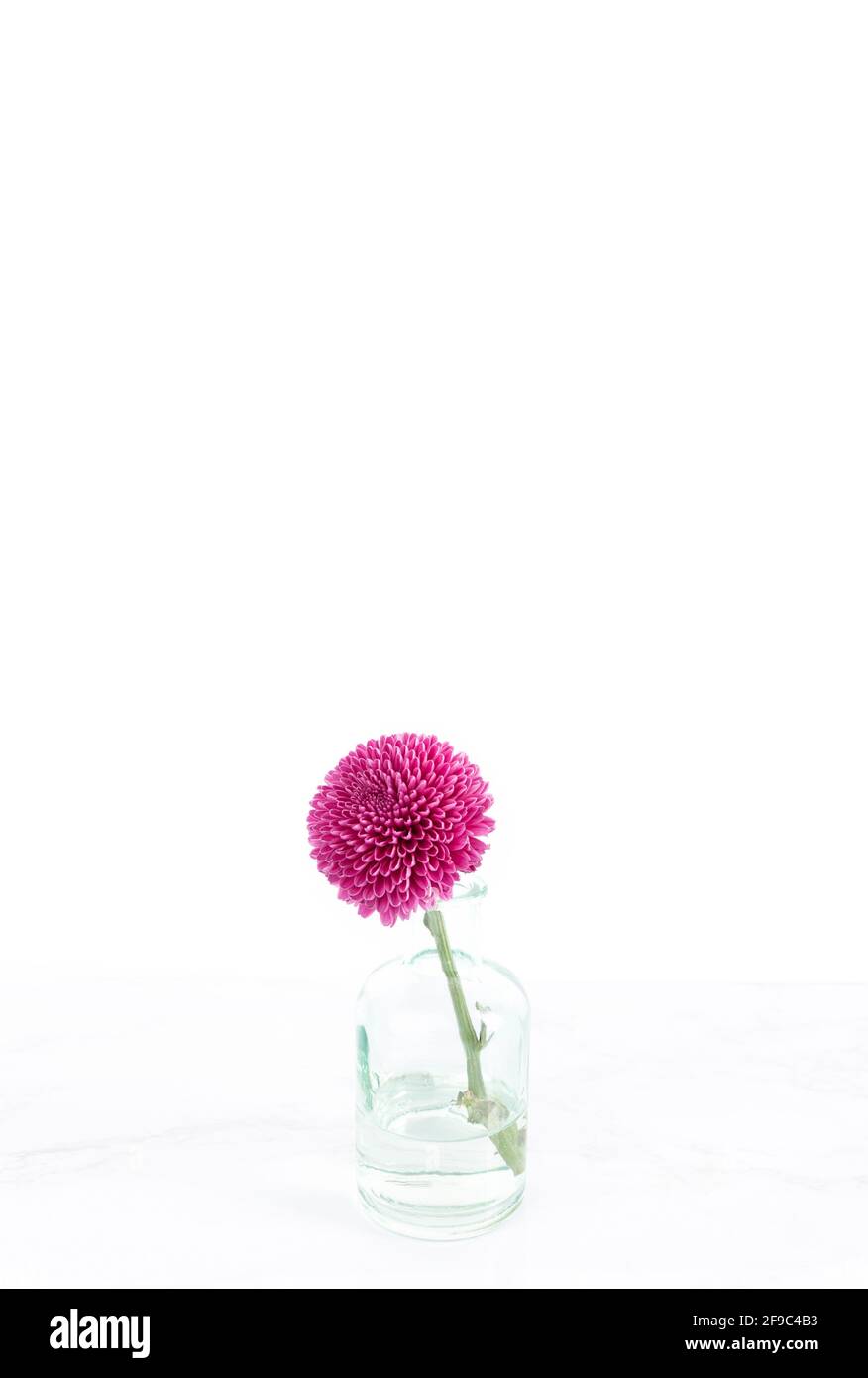 Einfache, moderne, einzelne Blume in Blumenvase auf Marmor und weißem Ba Stockfoto