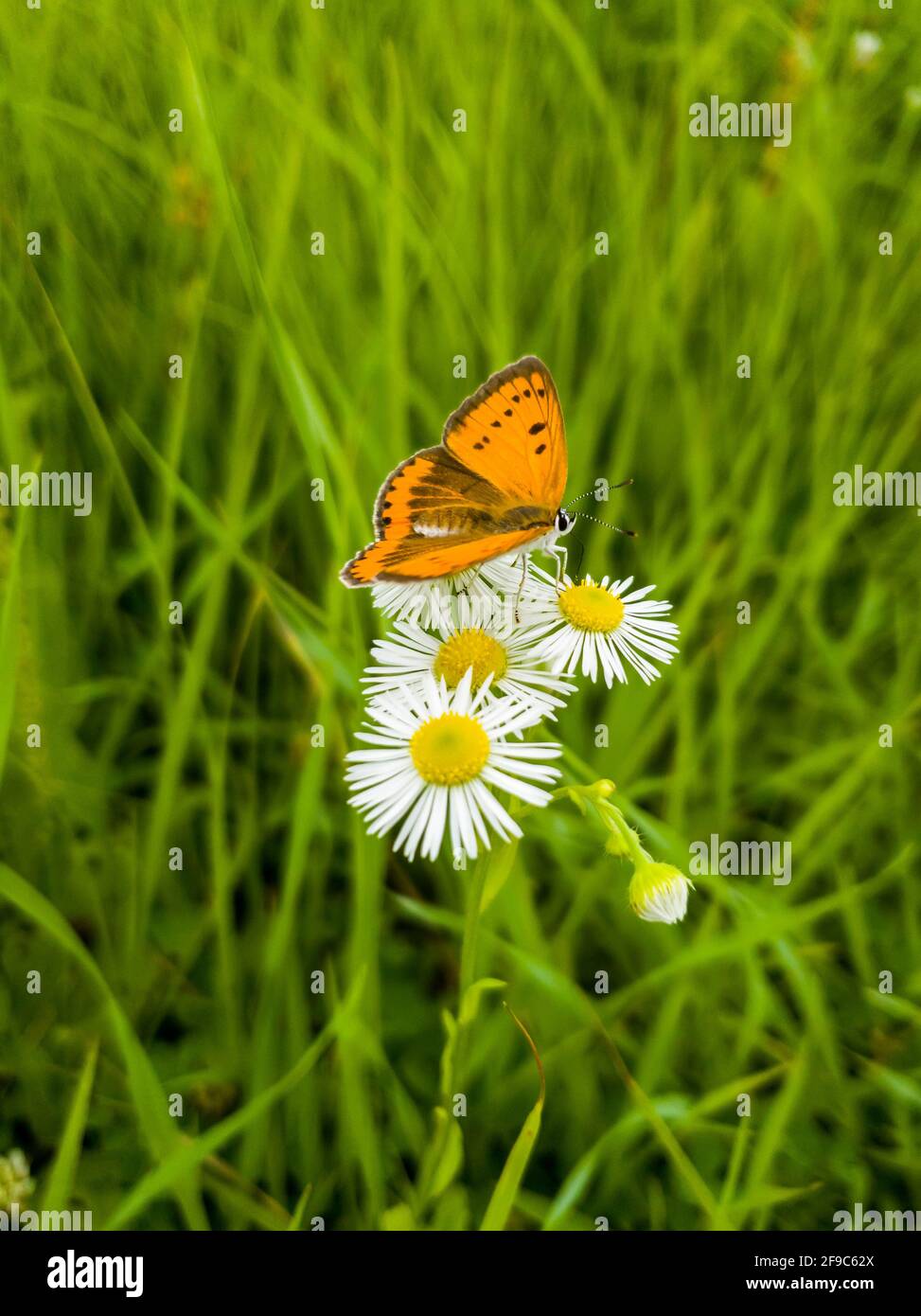 Schöne Kamillen und Schmetterlinge auf der Sommerwiese. Stockfoto
