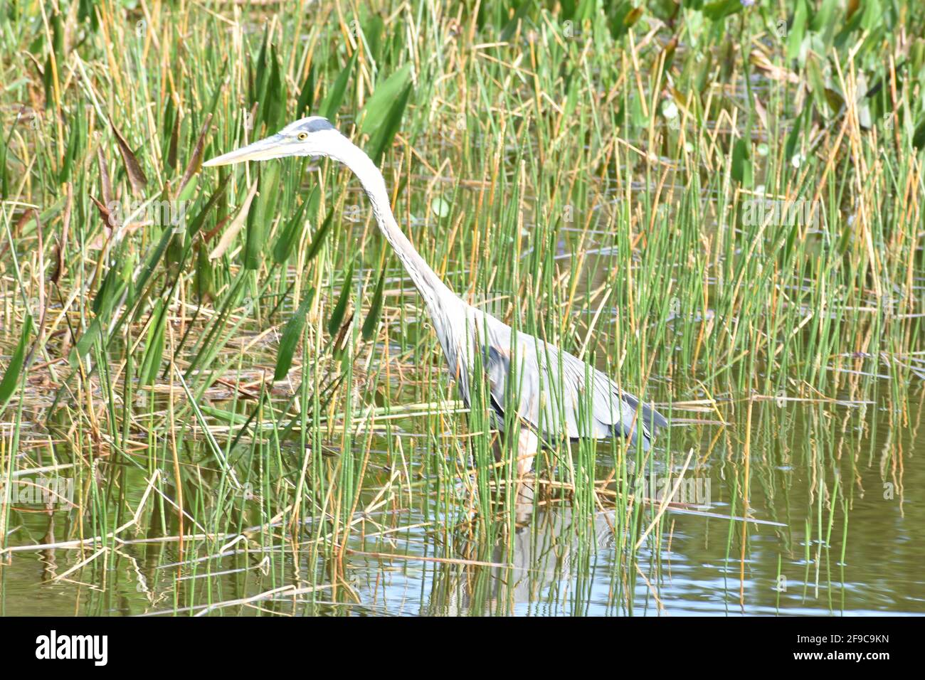 Florida Blue Heron Jagd nach Fisch in den South Florida Everglades Stockfoto