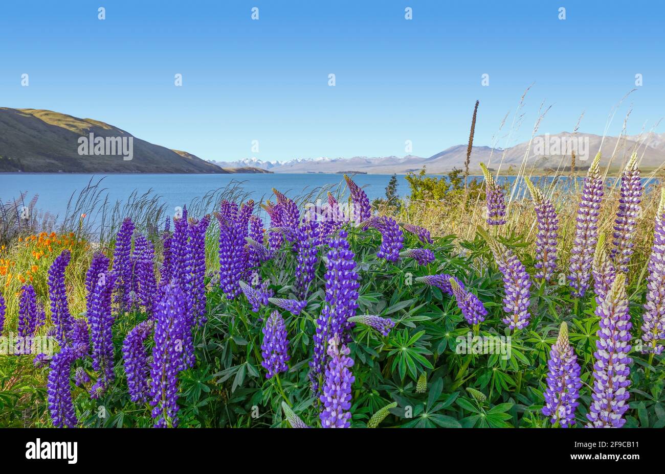 Viele lila Lupinen Blumen rund um den Lake Pukaki am Südinsel von Neuseeland Stockfoto