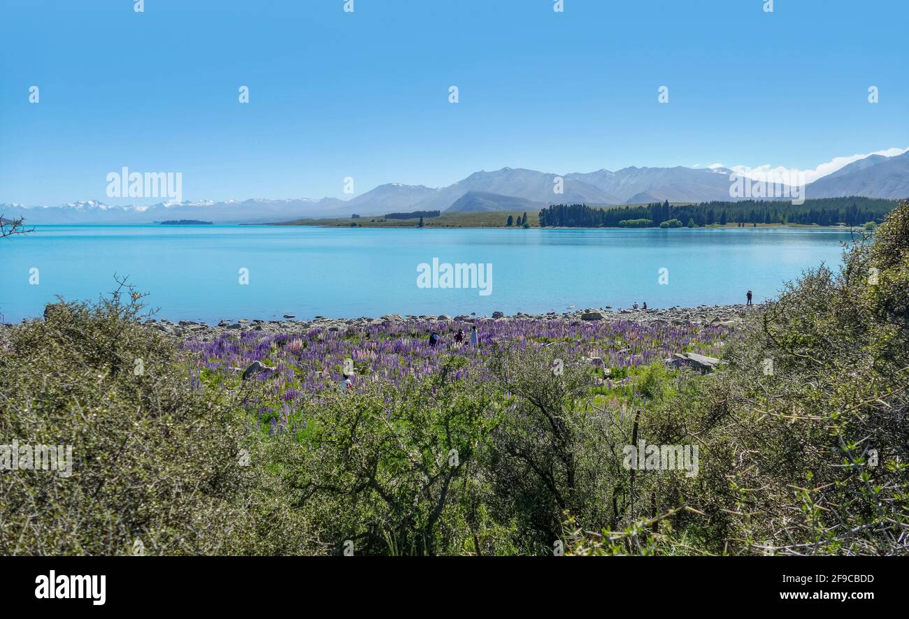Die Uferlandschaft mit vielen Lupinenblumen rund um den Pukaki-See Auf der Südinsel Neuseelands Stockfoto