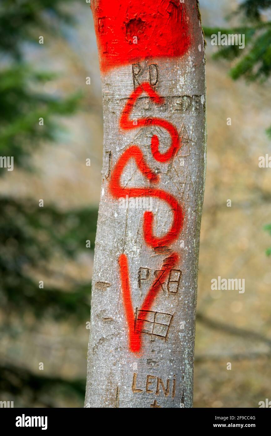 Entstellung des Baumes durch Rindenschnitzereien. Vandalismus in der Natur Stockfoto