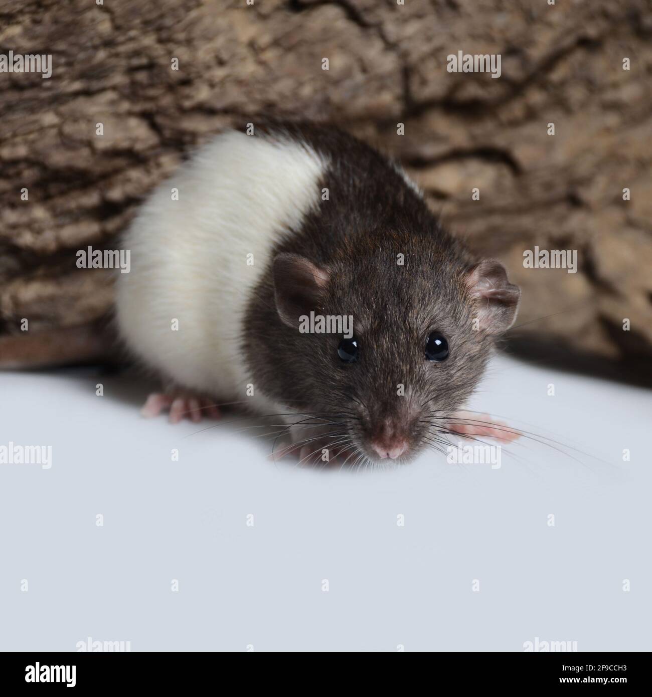 Ratons Stockfoto