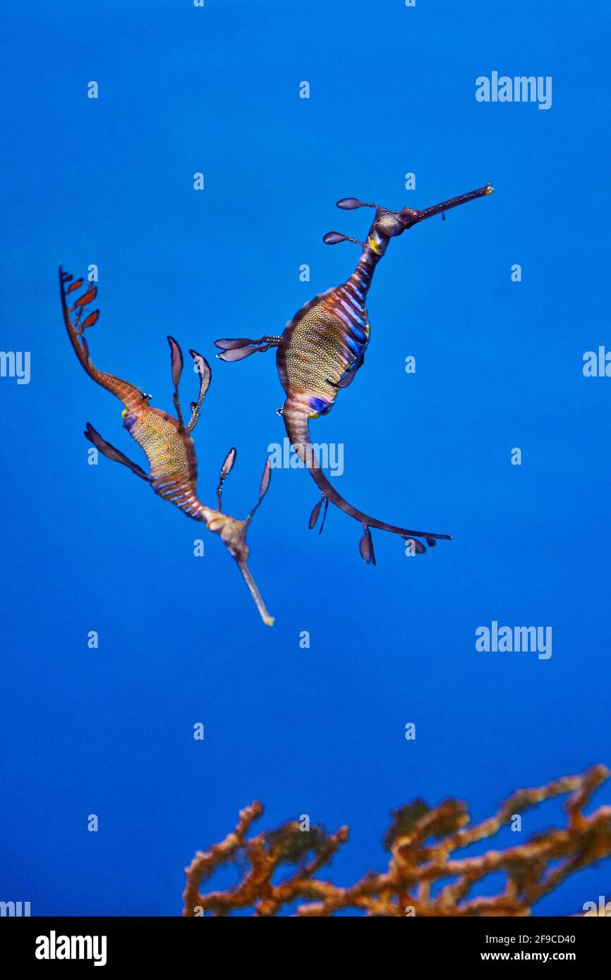 Zwei gewöhnliche Seeadragone, oder weedy Seeadragons (Phyllopteryx taeniolatus), Meeresfische, die mit den Seepferden verwandt sind. Stockfoto