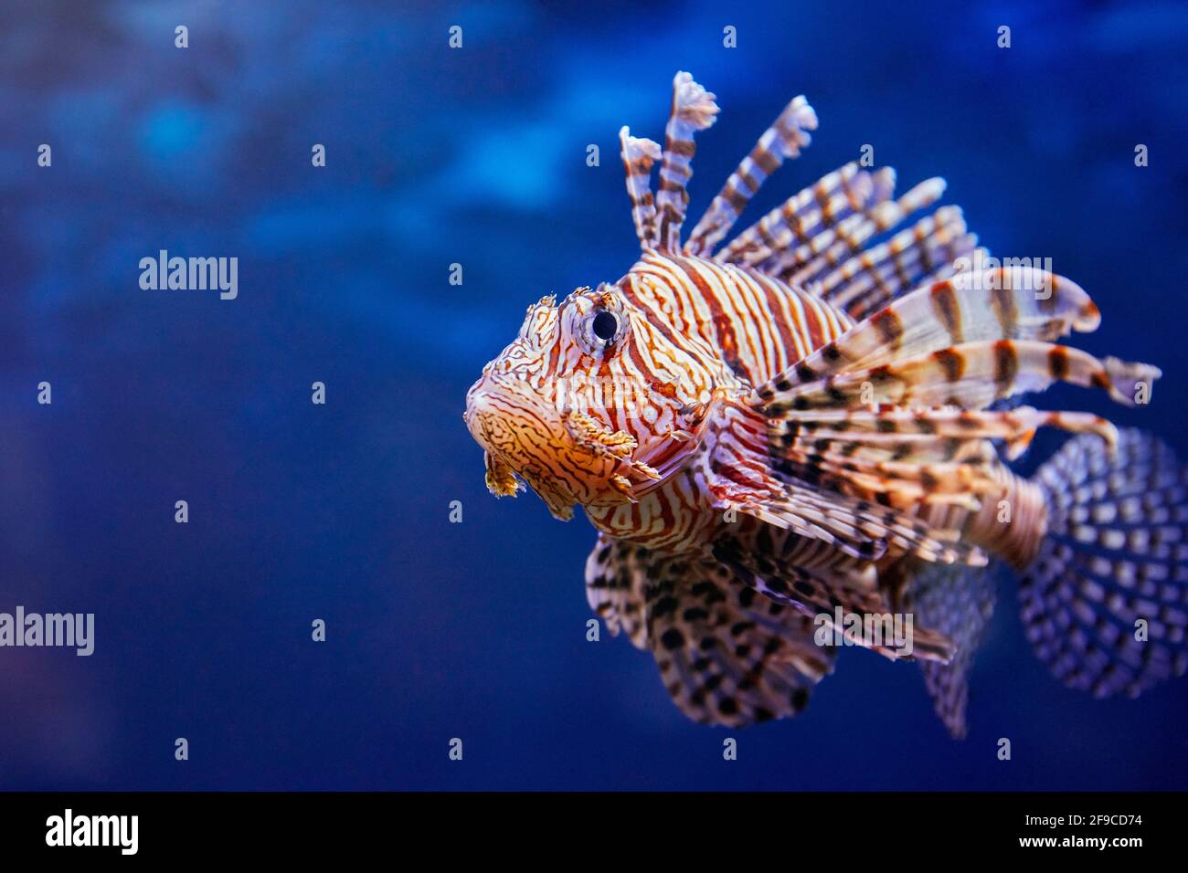 Teufelsfecht (Pterois Miles) schwimmt im Aquarium. Stockfoto
