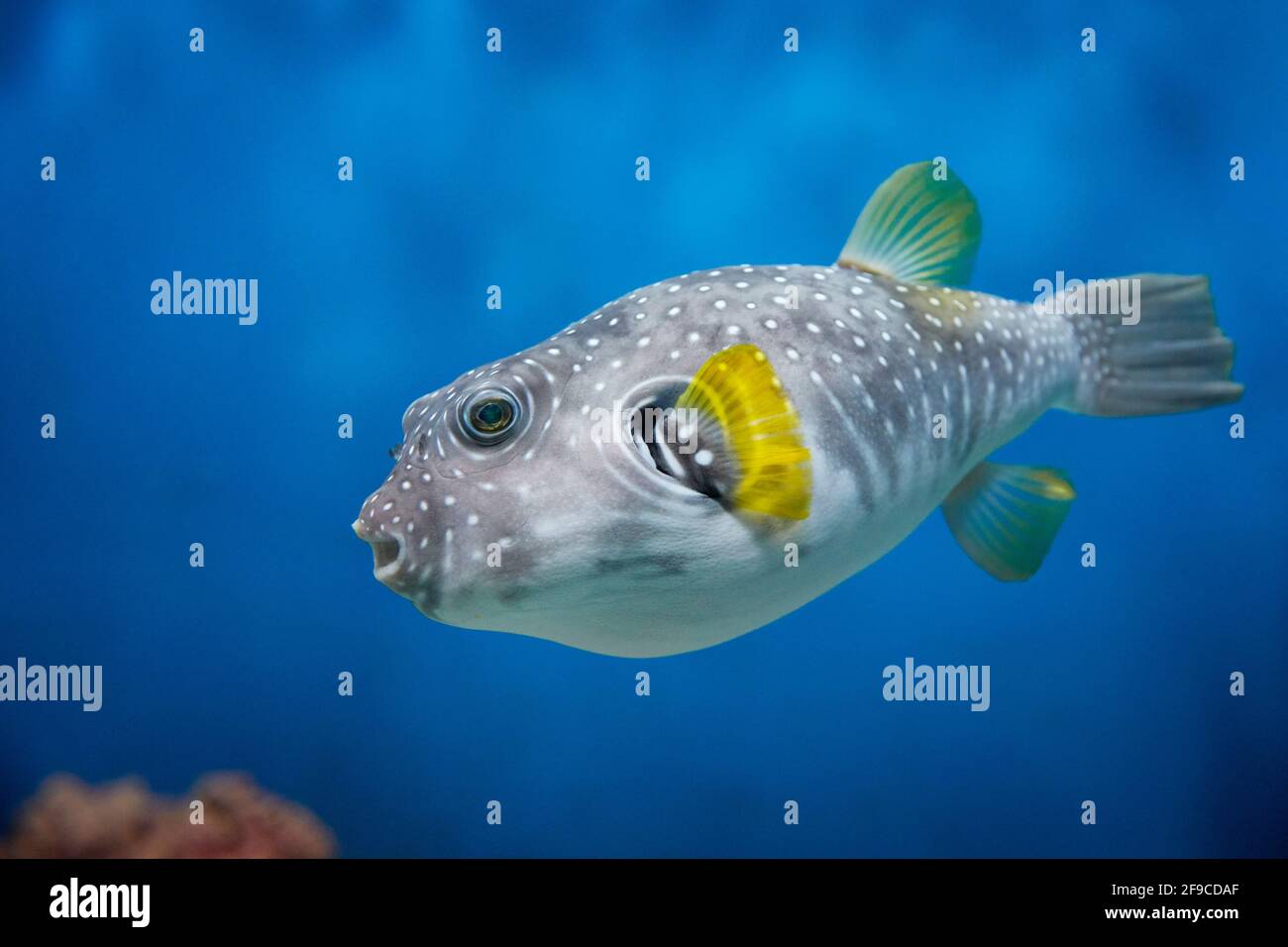 Im Aquarium schwimmt der Kugelfisch (Arothron hispidus). Stockfoto