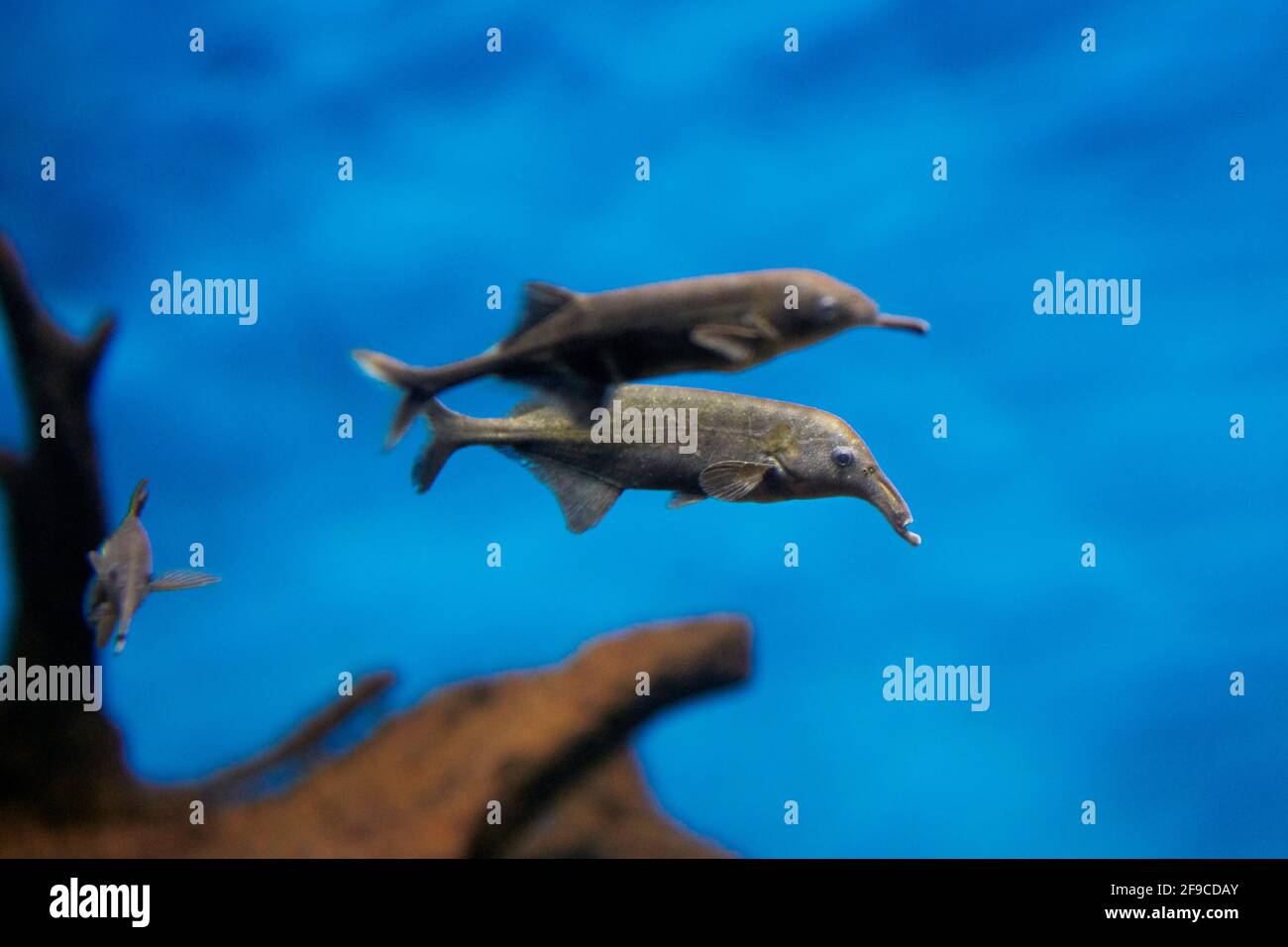 Peters Elefantennasenfisch oder Elefantennasenfisch (Gnathonemus petersii) im Aquarium. Stockfoto