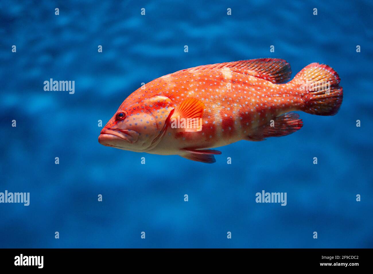 Im Aquarium schwimmt die Korallenhinde oder der Korallenbarsch (Cephalopholis miniata). Stockfoto