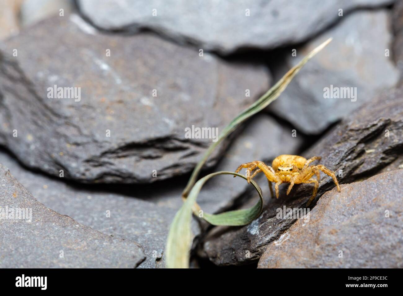 Gewöhnliche Krabbenspinne / Xysticus sp. Stockfoto