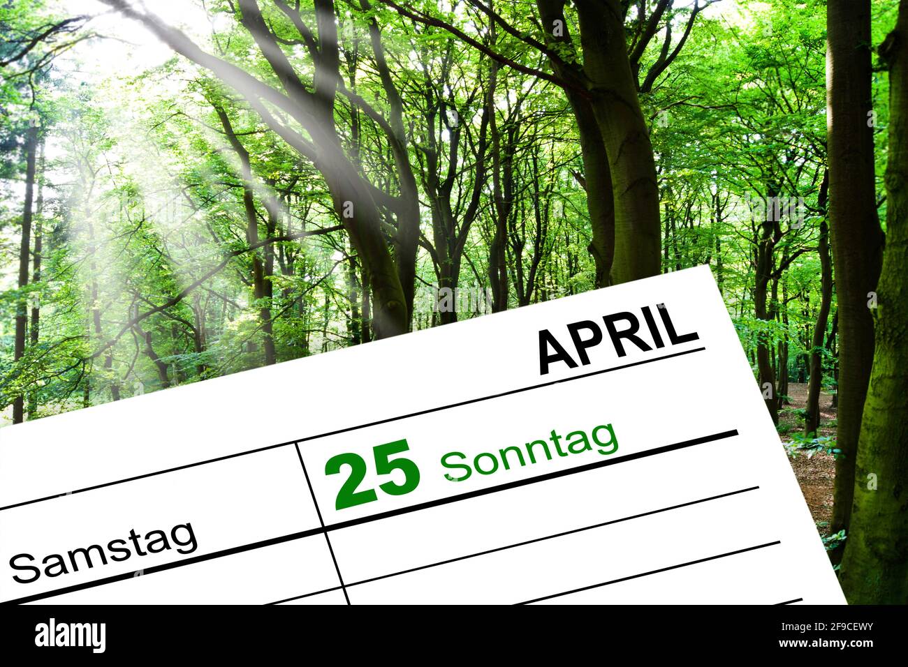 Wald und Kalender 25. April 2021 Tag des Baumes Stockfoto