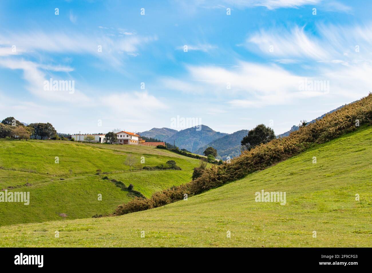 Frühlingslandschaft mit frischen grünen Rasenflächen Bäume mit neuen Blättern. Stockfoto