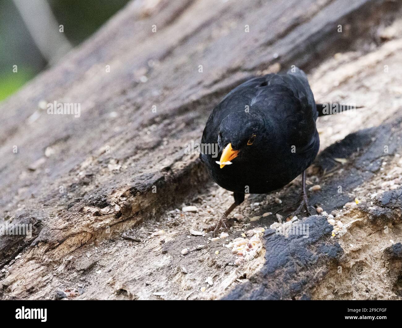 Blackbird Fütterung UK; ein erwachsener männlicher Amsel, Turdus merula, Fütterung im Wald, Vorderansicht, Lackford Lakes Suffolk UK Stockfoto