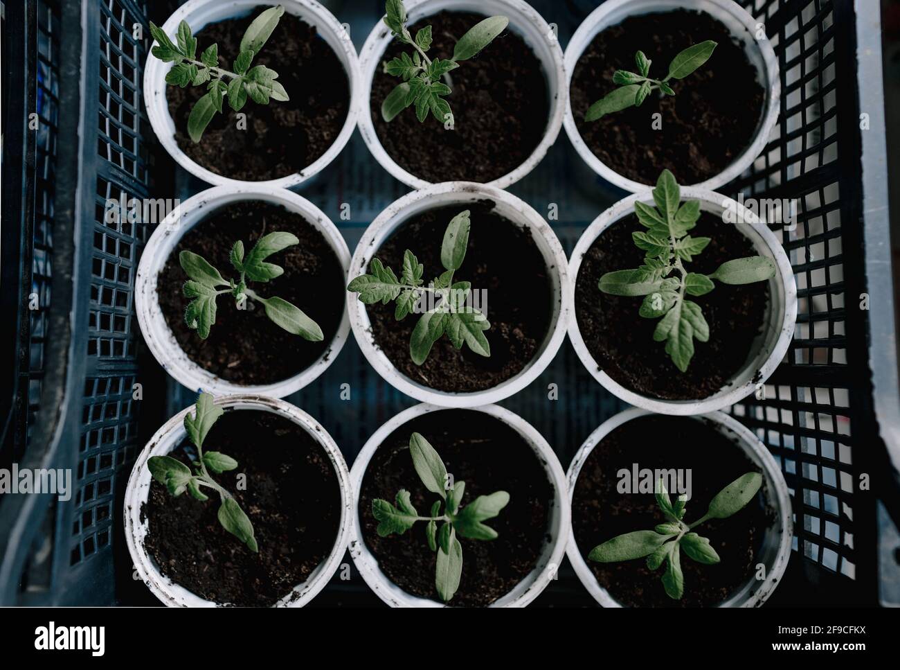 Tomatensämlinge in Tassen auf der Fensterbank Draufsicht. Pflanzenproduktion Stockfoto