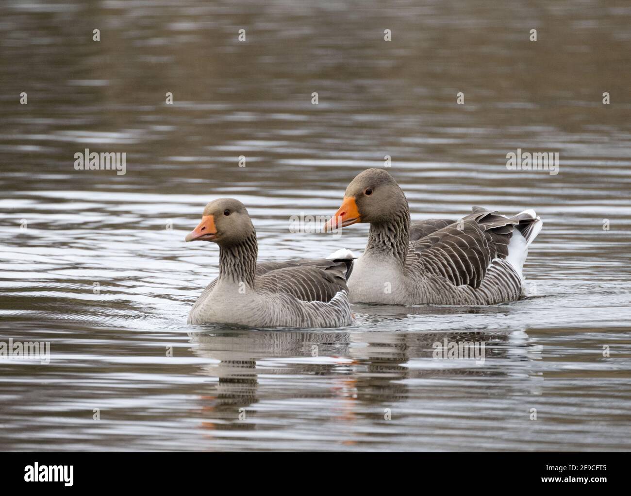 Greylag Goose UK; EIN Paar Greylag-Gänse, auch bekannt als Greylag Goose, Anser anser, schwimmen; Lackford Lakes, Suffolk UK Stockfoto