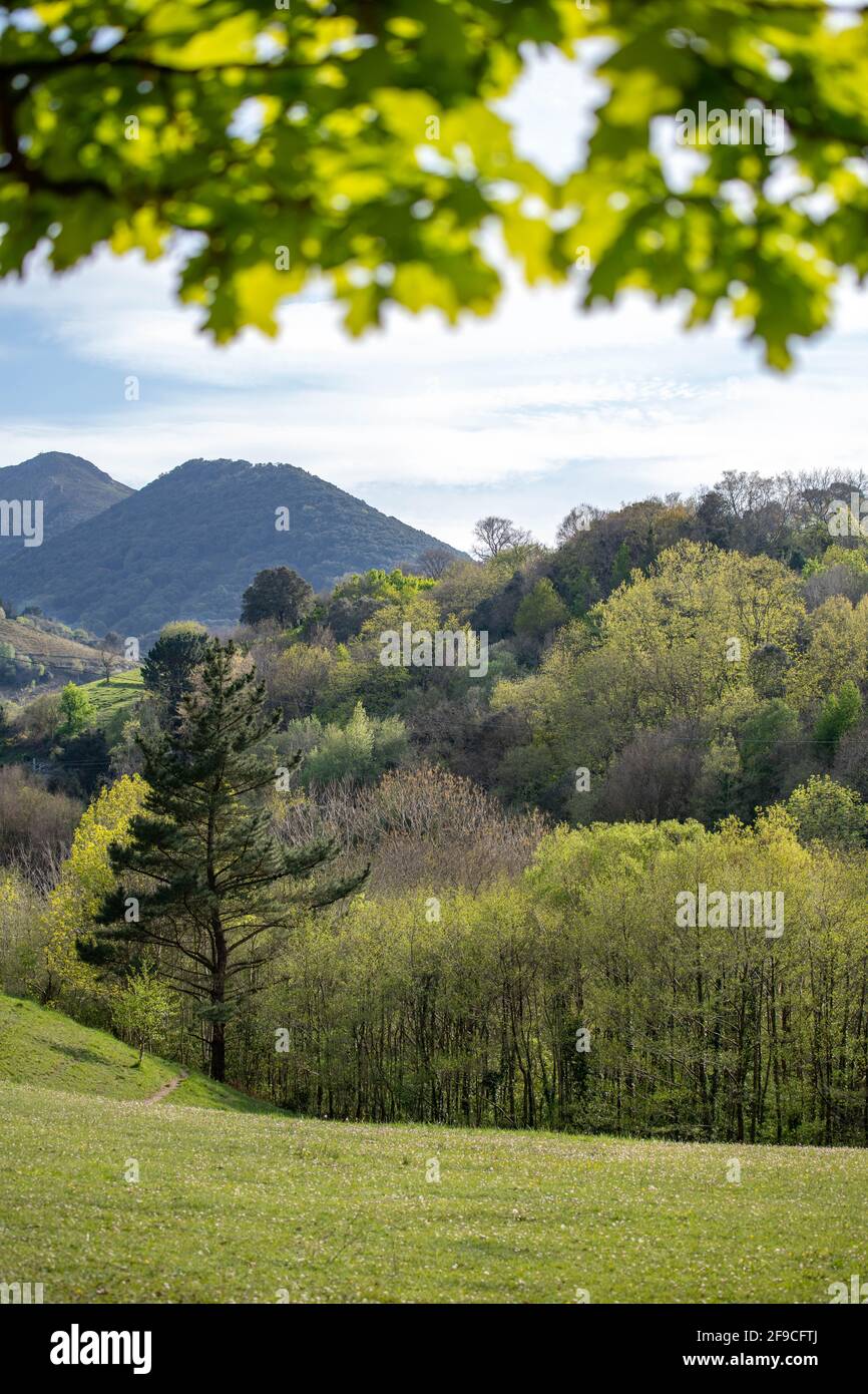 Frühlingslandschaft mit frischen grünen Rasenflächen Bäume mit neuen Blättern. Stockfoto