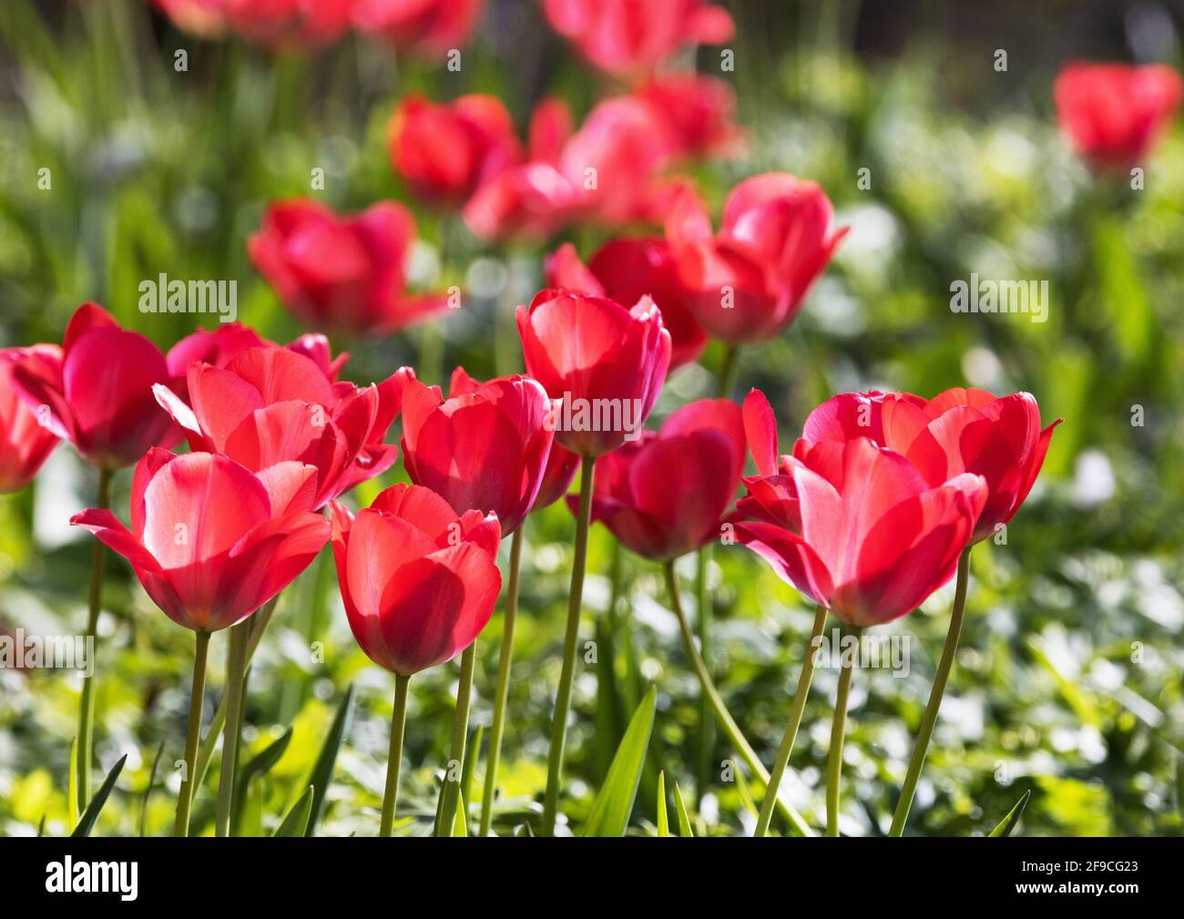 Rote Tulpen UK; hinterleuchtete rote Tulpen, die im Frühjahr in einem britischen Garten blühen, Suffolk England UK Stockfoto