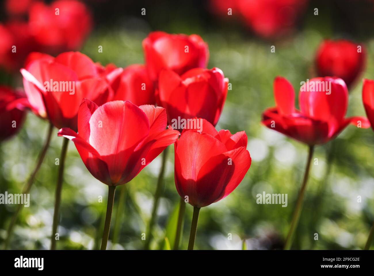 Rote Tulpen UK; hinterleuchtete rote Tulpen, die im Frühjahr in einem britischen Garten blühen, Suffolk England UK Stockfoto