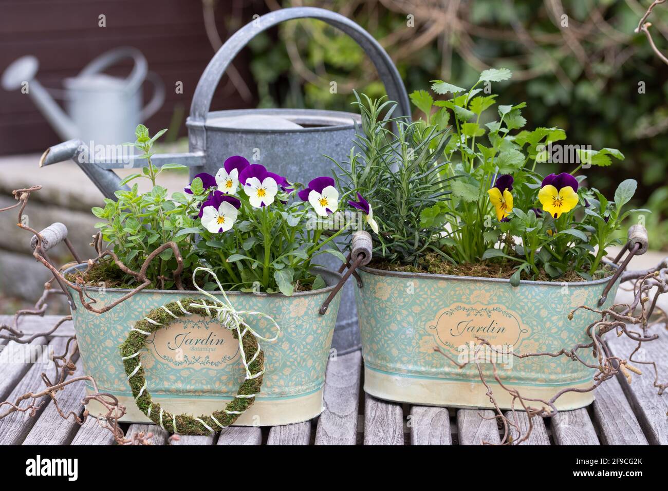 viola blüht und Kräuter in alten Pflanzentöpfen im Frühjahr Garten Stockfoto