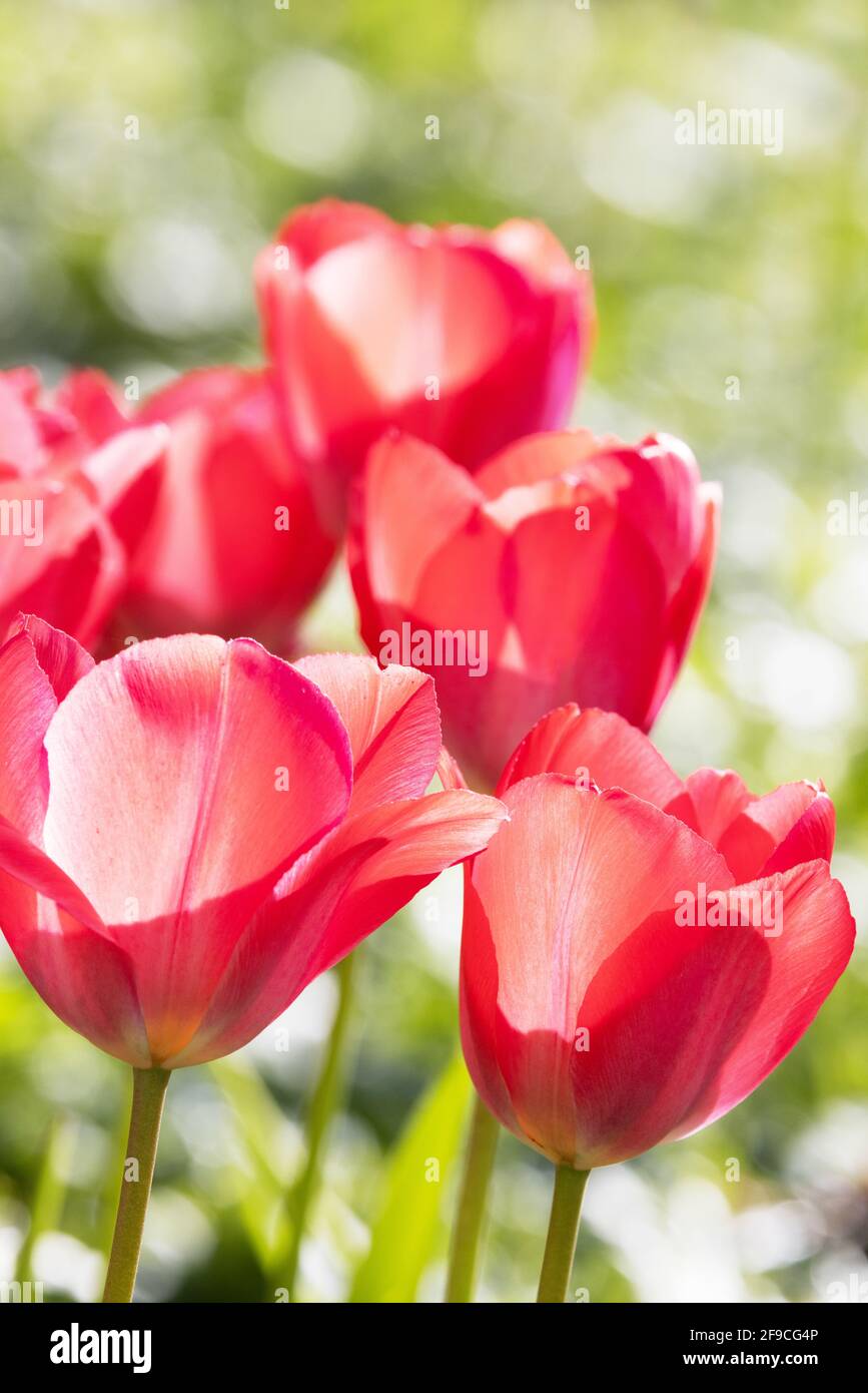 Rote Tulpen UK; hinterleuchtete rote Tulpen, die im Frühjahr in einem britischen Garten blühen, Suffolk England UK Stockfoto
