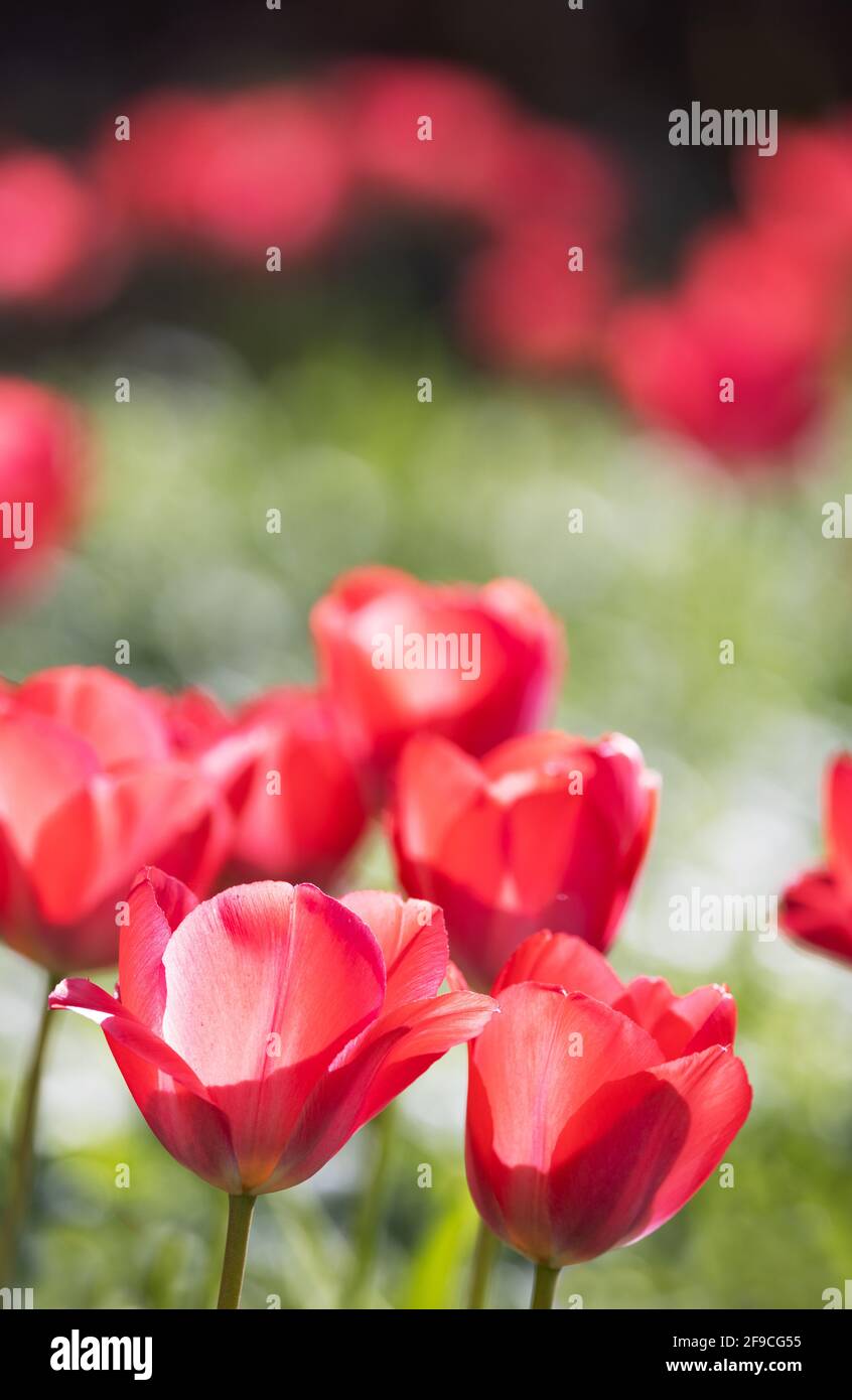 Rote Tulpen UK; hinterleuchtete rote Tulpen, die im Frühjahr in einem britischen Garten blühen, Suffolk England UK Stockfoto
