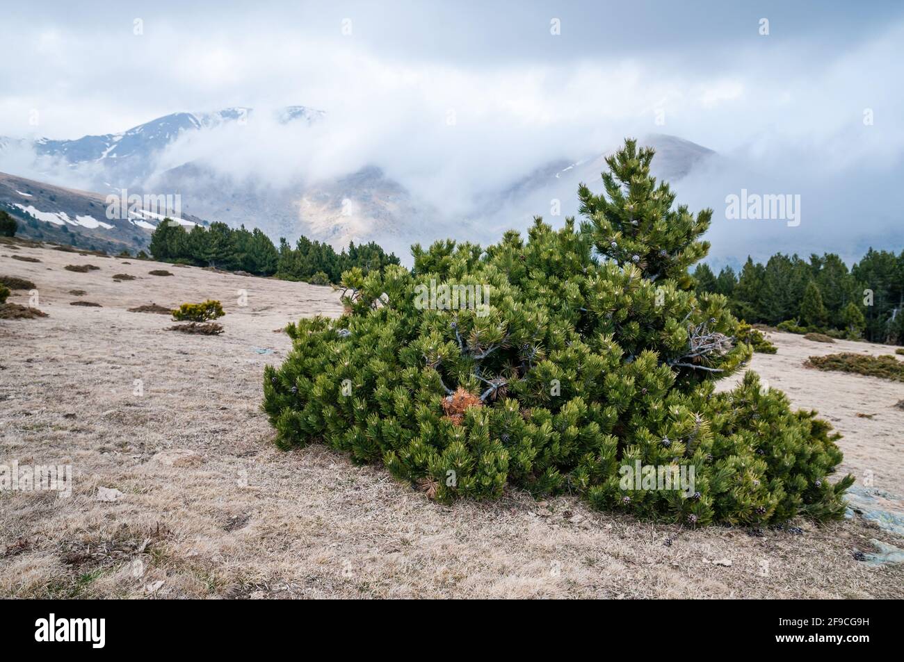 Peeling Bergkiefer, Schweizer Bergkiefer, Pinus mugo, in der Nähe des  Puigmal Peak, Planoles, Katalonien, Spanien Stockfotografie - Alamy