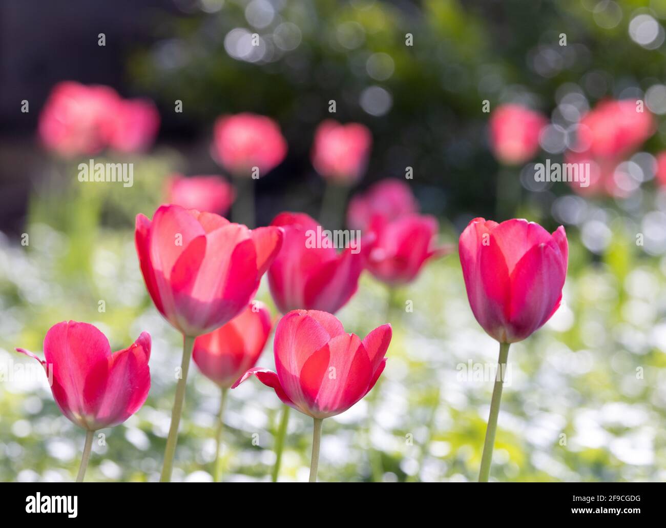 Rote Tulpen UK; hinterleuchtete rote Tulpen, die im Frühjahr in einem britischen Garten blühen, Suffolk England UK Stockfoto