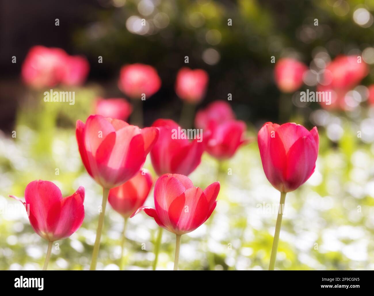 Rote Tulpen UK; hinterleuchtete rote Tulpen, die im Frühjahr in einem britischen Garten blühen, Suffolk England UK Stockfoto