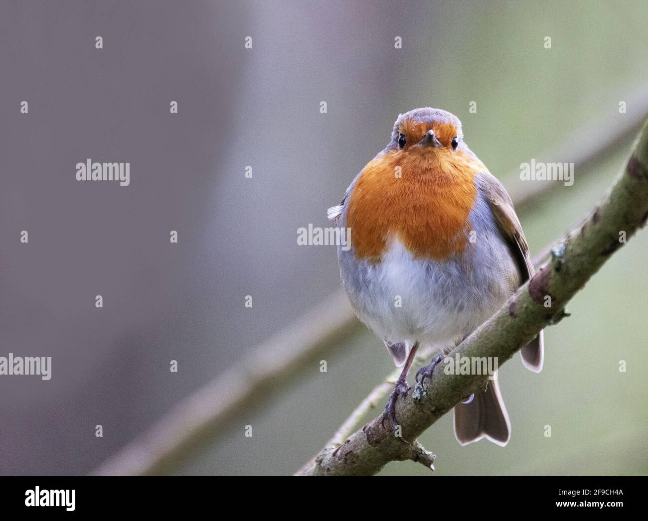 Robin UK - ein erwachsener männlicher Robin Rotbrust ( Erithacus rubecula ), auf einem Ast, Vorderansicht mit Kopieplatz links, Suffolk UK Stockfoto