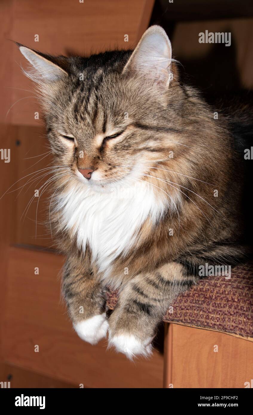 Eine Katze namens Krim schläft auf einem Küchenhocker. Eine schlafende Katze. Geschlossene Augen einer Katze. Stockfoto