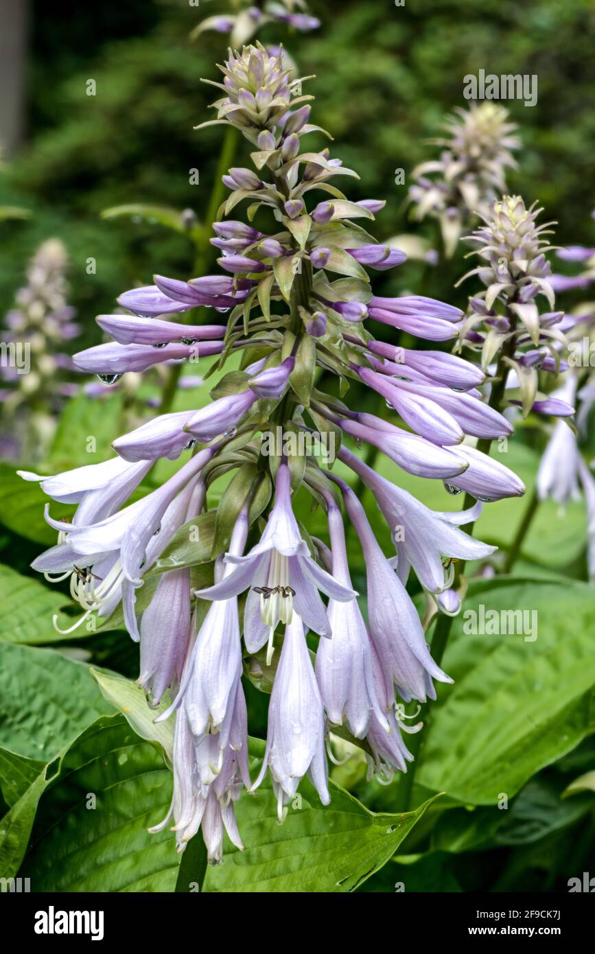 Blüten einer Wegerich-Lilie oder Hosta Stockfoto