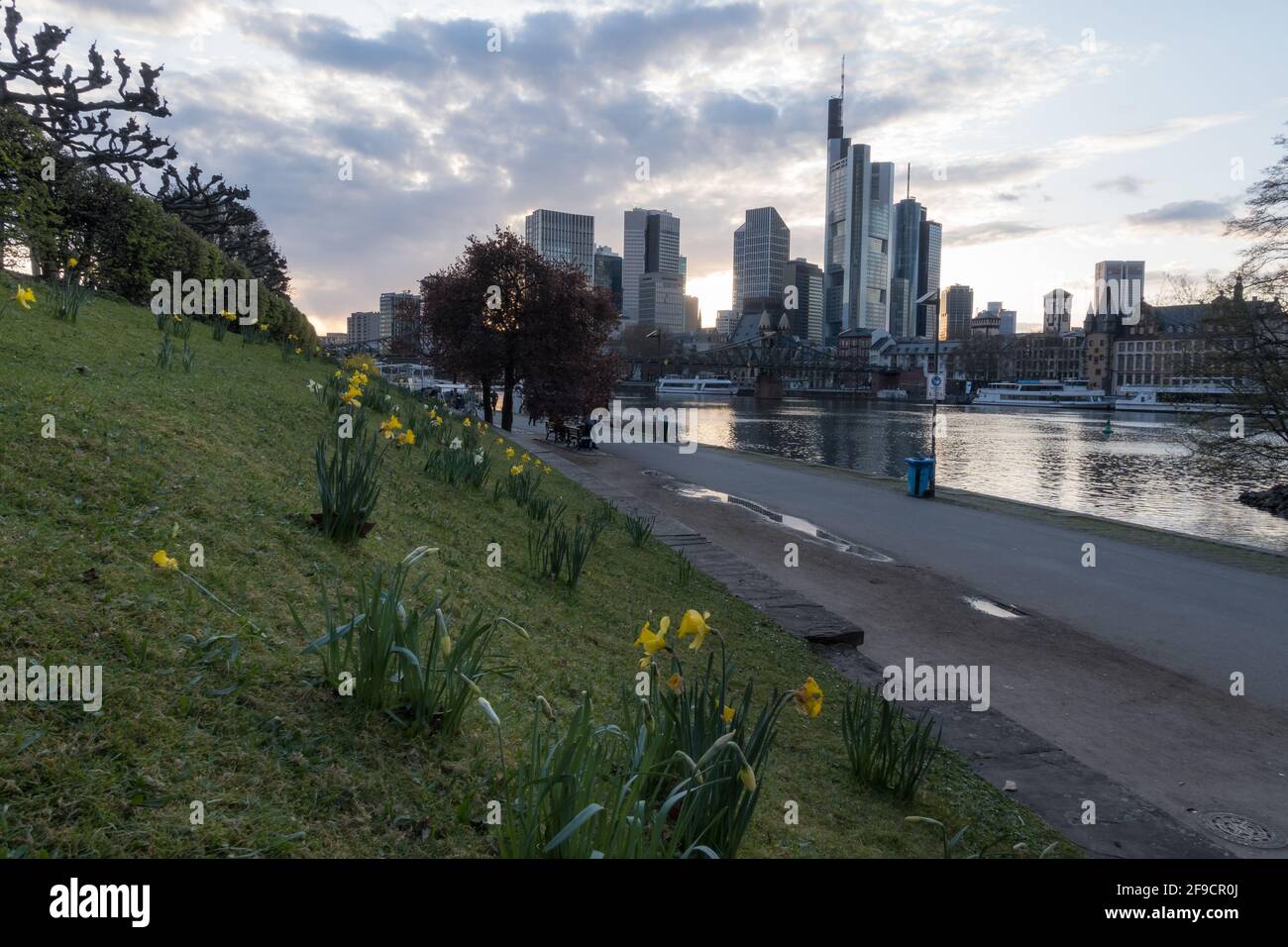 Frankfurt Skyline und Mainufer im Frühjahr mit Narzissen-Blüten Im Vordergrund und Blick auf den Finanzplatz und den Fluss Hauptleitung mit Brücke Eiserners Stockfoto