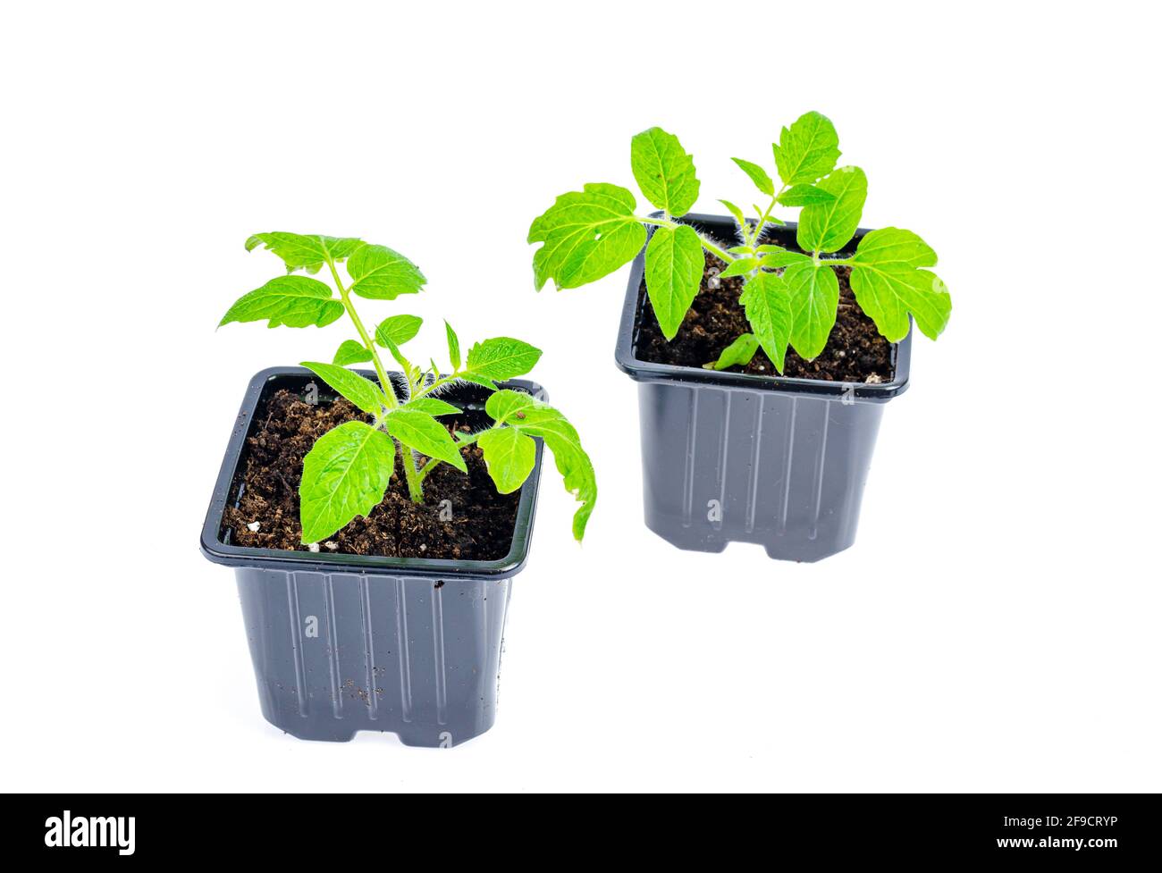 Grüne Sämlinge von Tomaten, die in Sämlingbehältern im Boden wachsen. Studio Photo Stockfoto