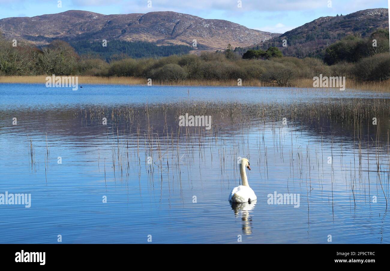 Schwan am See; EIN Schwan auf dem stillen, blau reflektierenden Wasser des Lough Gill am Frühlingstag mit Killery Mountain als Hintergrund , County Sligo, Irland Stockfoto