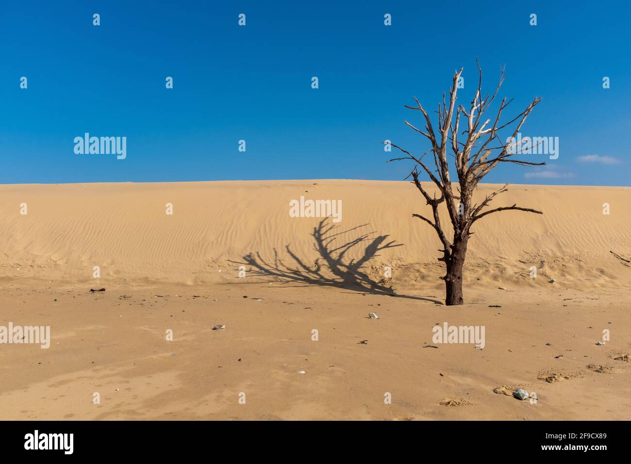 Tote Kiefern und Dünen an der französischen Atlantikküste, aufgenommen am sonnigen Wintertag auf Oleron Island, Charente, Frankreich Stockfoto