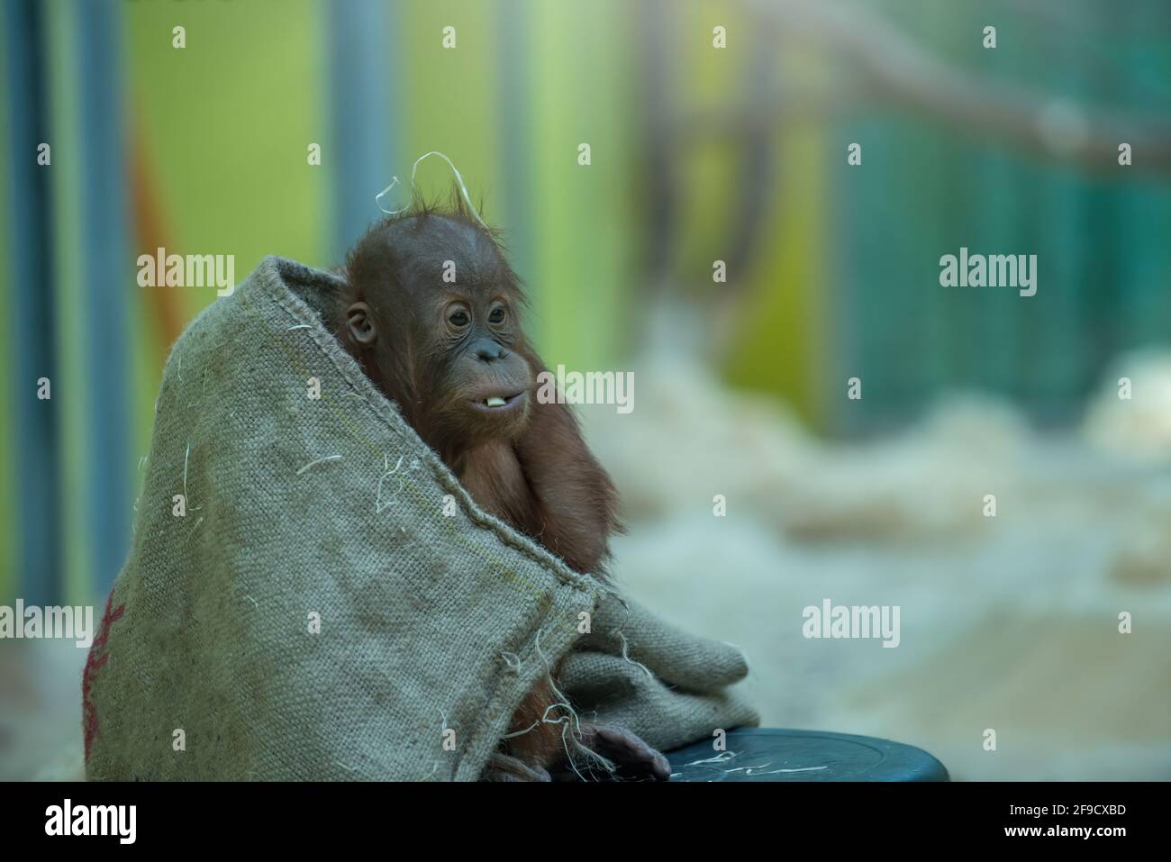 Porträt von niedlichen Orang Utan Baby Stockfoto
