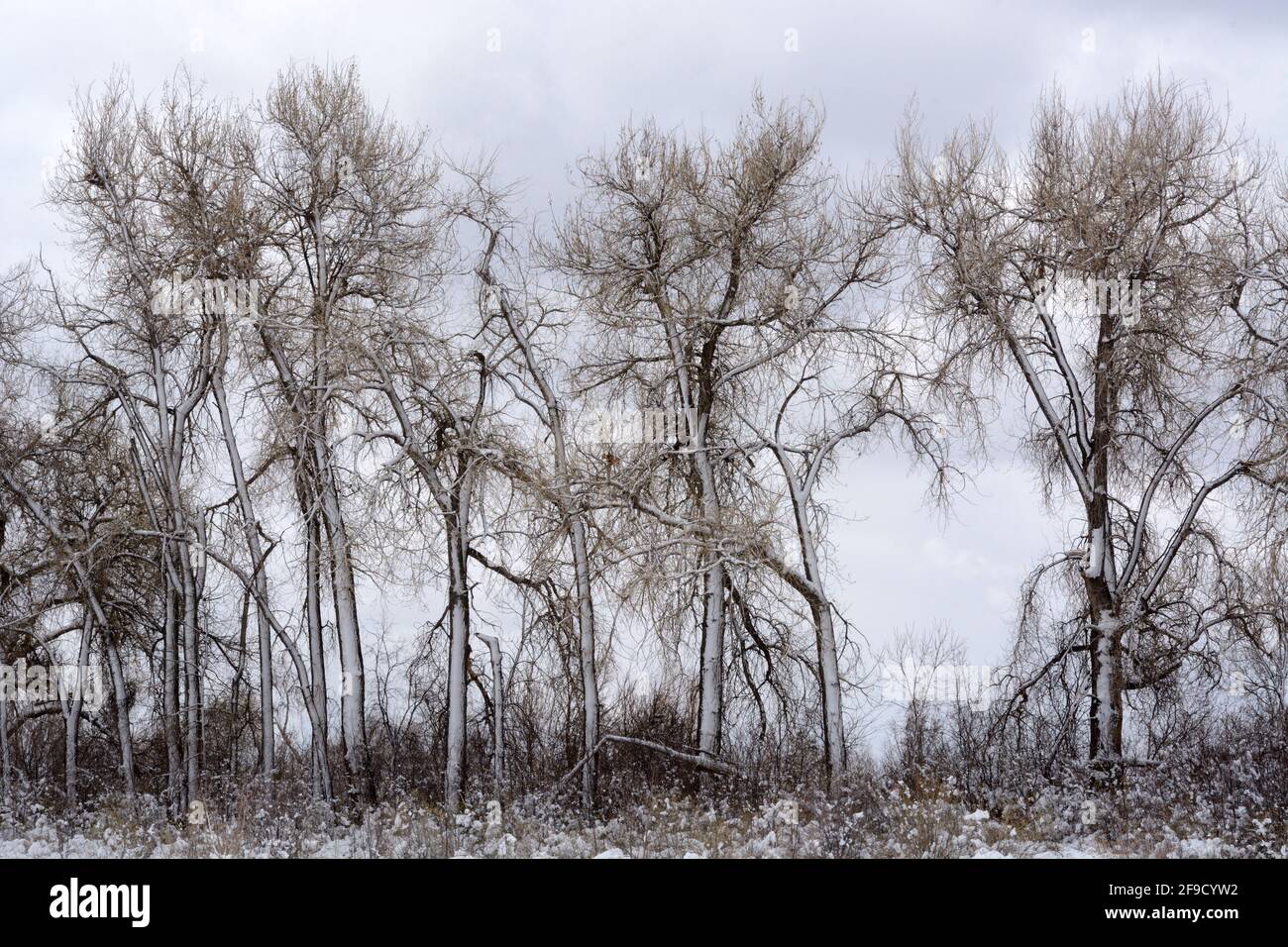 Natur Landschaft Linie von Bäumen im Schnee auf bedeckt gesäumt Tag Stockfoto