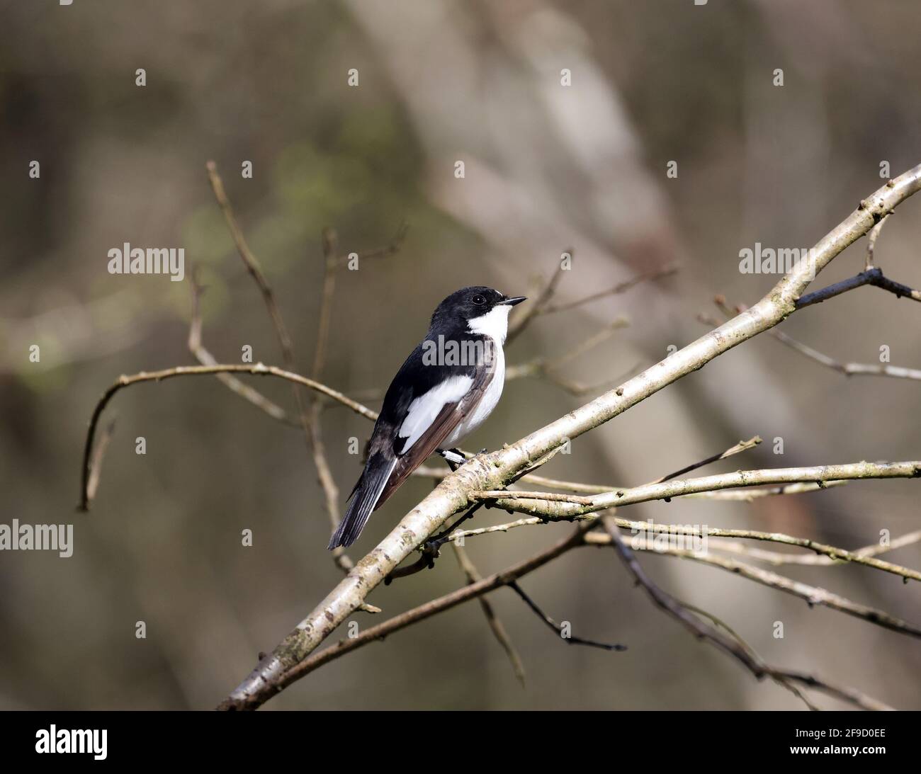 Pied Flycatcher, Ficedula hypoleuca, in einem walisischen Wald Stockfoto
