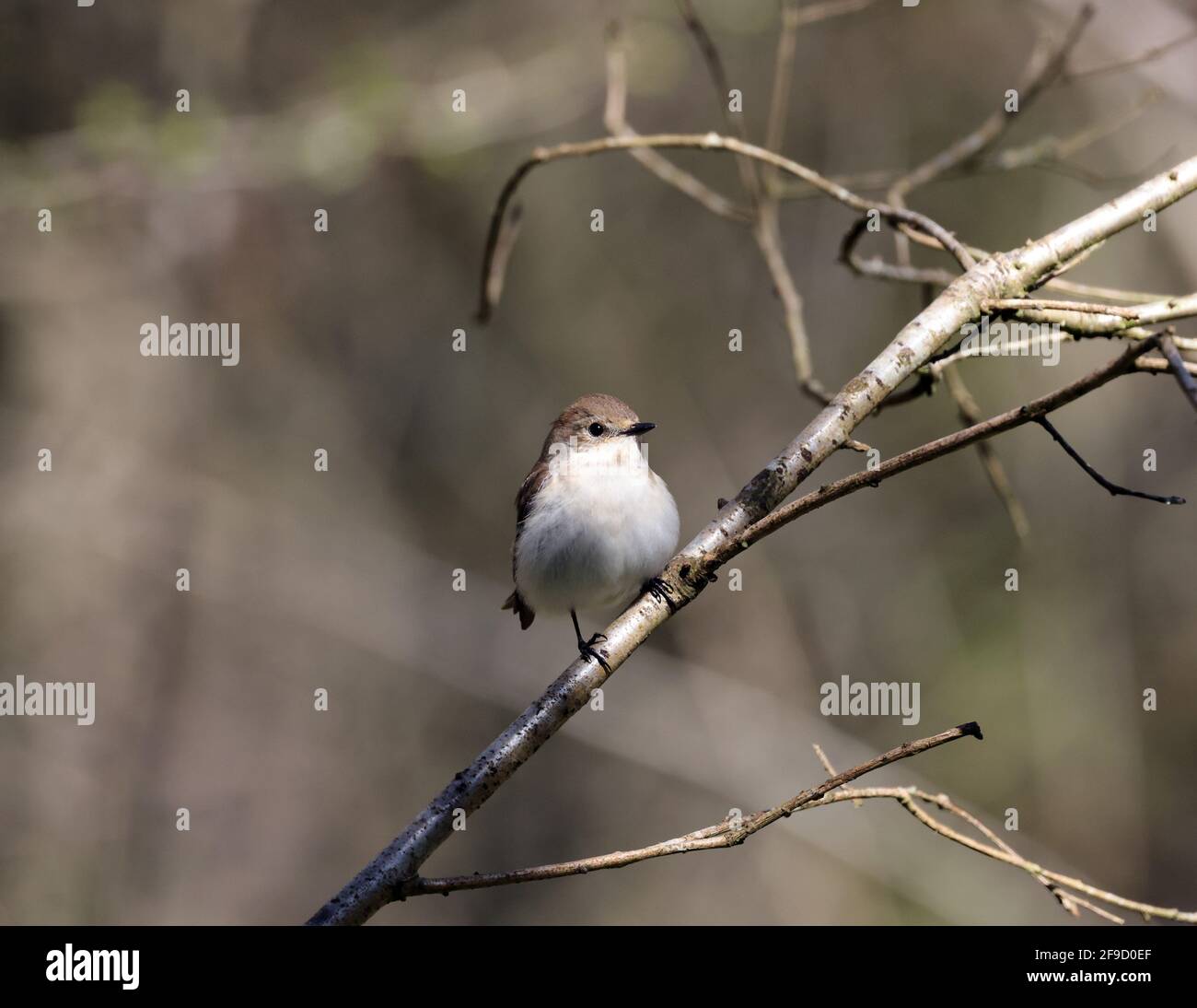 Pied Flycatcher, Ficedula hypoleuca, in einem walisischen Wald Stockfoto