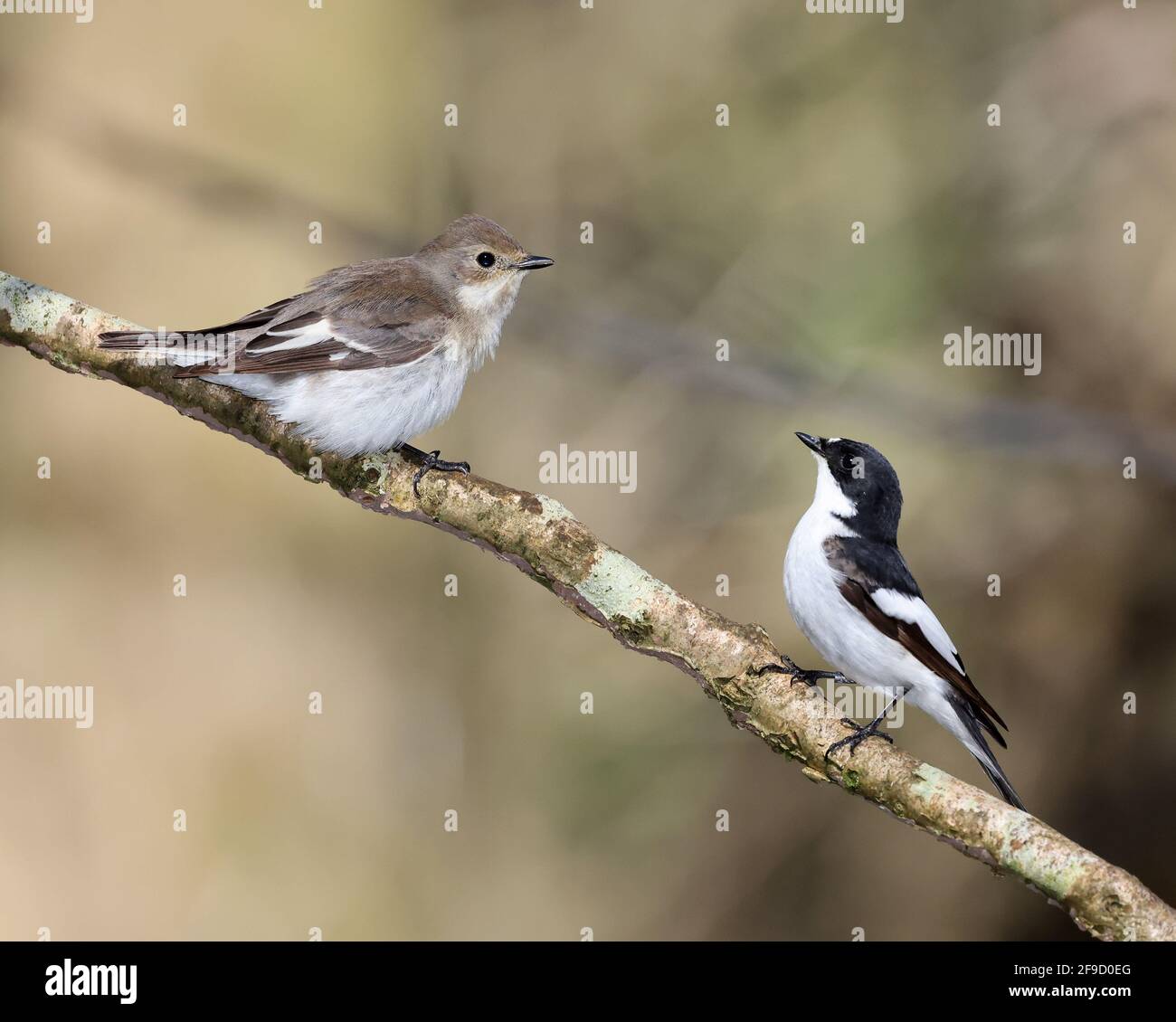 Ein Paar Rattenfänger, im walisischen Wald Stockfoto