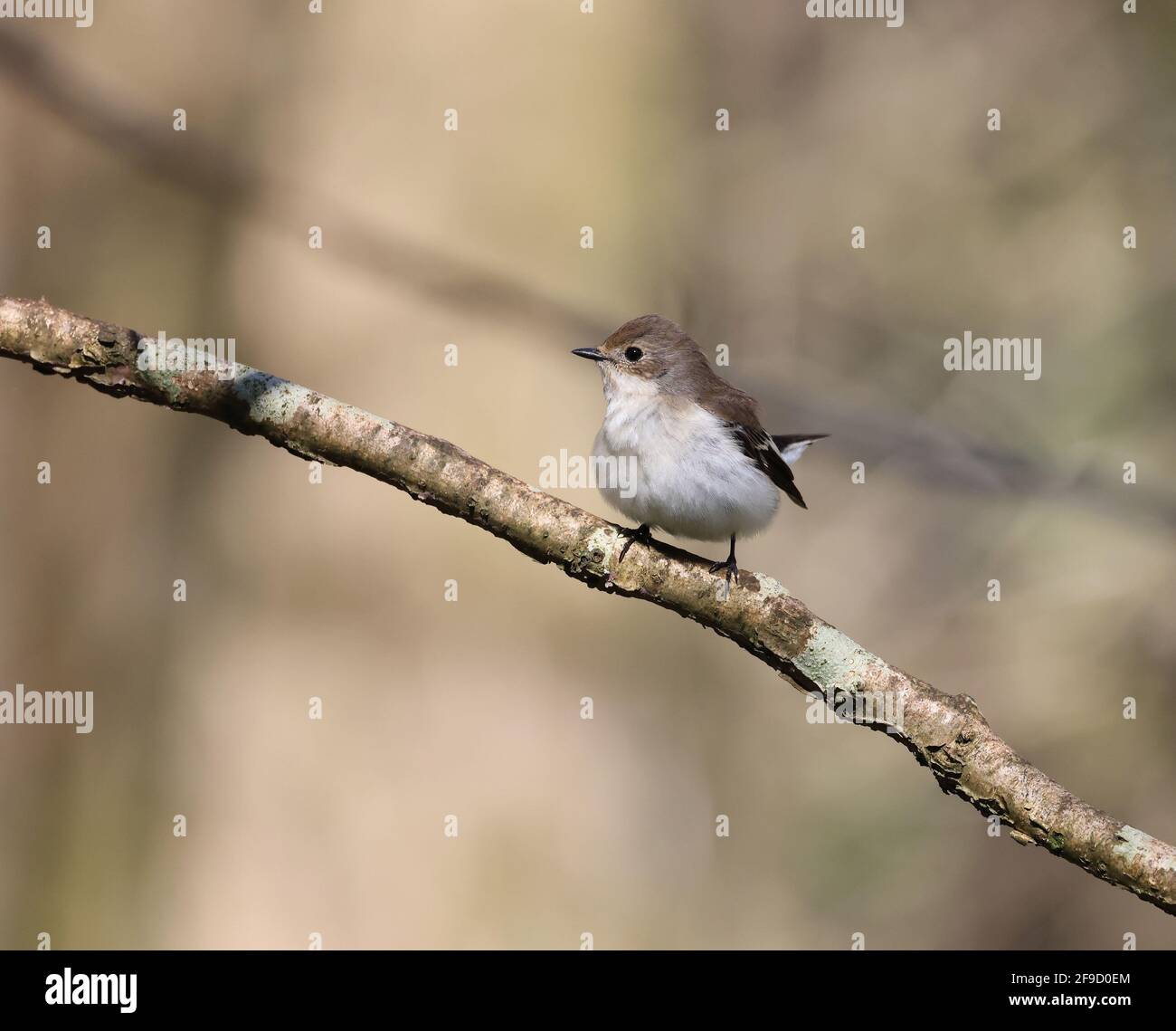 Pied Flycatcher, Ficedula hypoleuca, in einem walisischen Wald Stockfoto