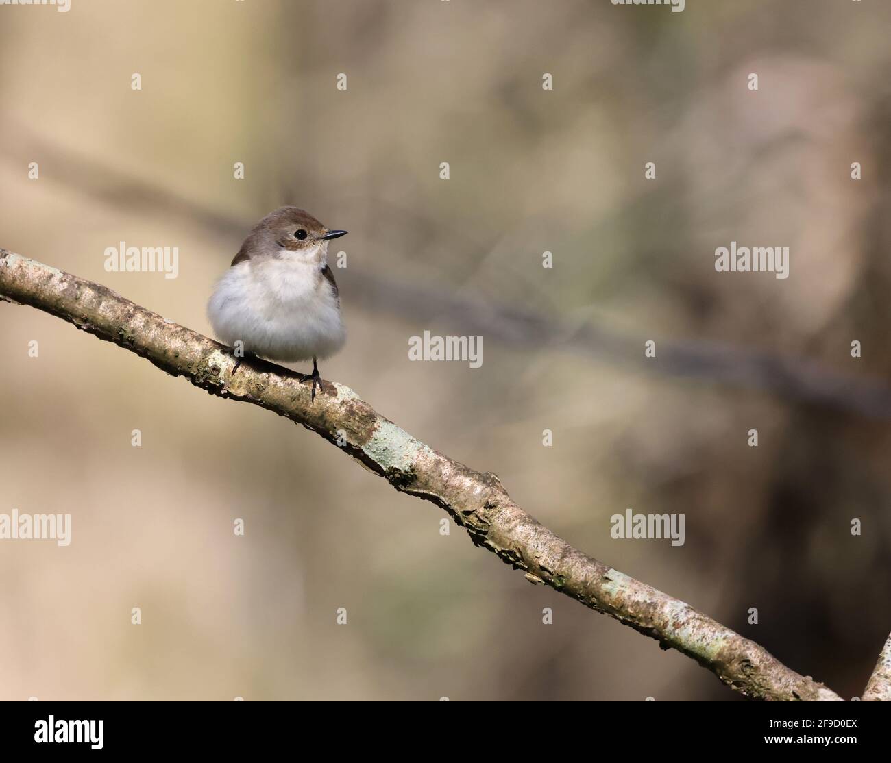 Pied Flycatcher, Ficedula hypoleuca, in einem walisischen Wald Stockfoto