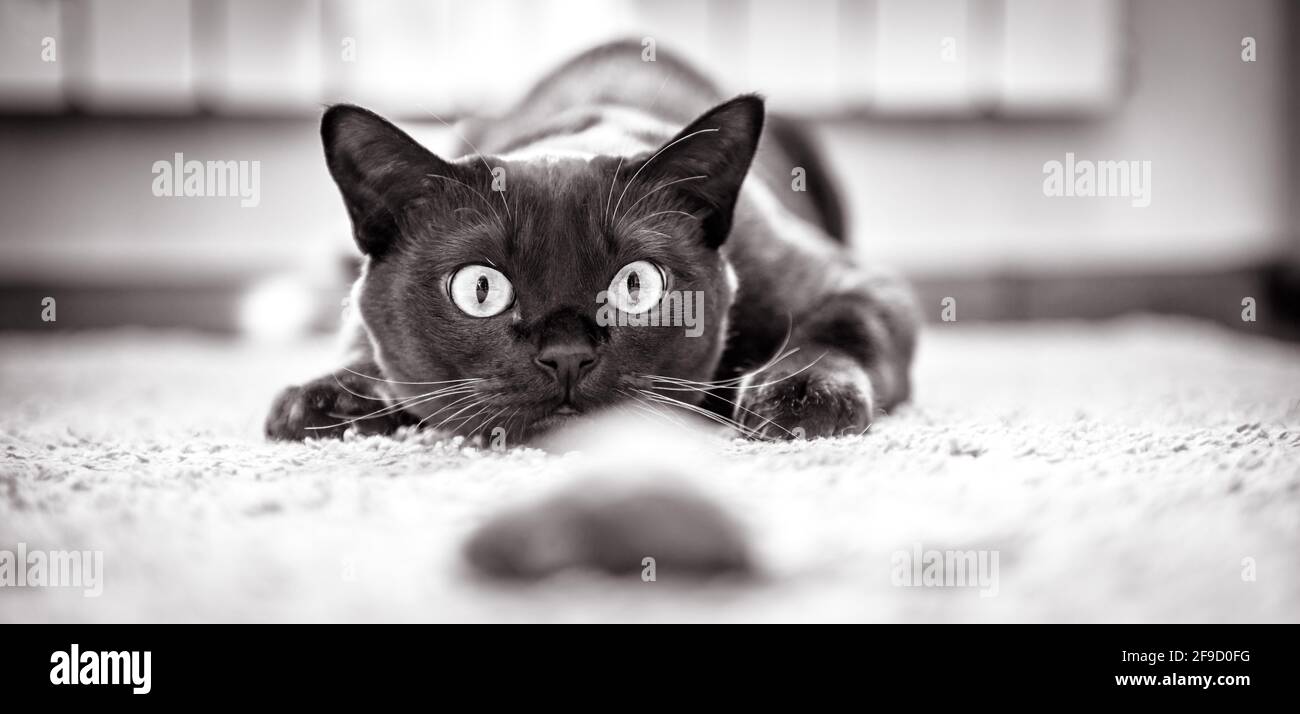 Katze jagt zu Hause zur Maus, lustiges Kätzchen spielt drinnen, inländisches Katzengesicht vor dem Angriff. Blick von glücklicher Katze, die sich zum Springen vorbereitet, Haustier, das sich stürzen will. Bl Stockfoto