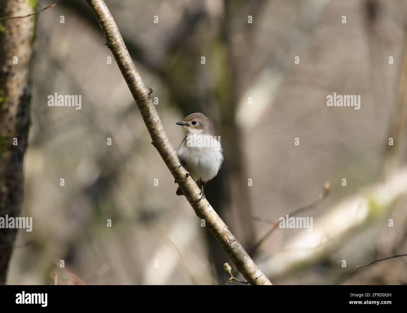Pied Flycatcher, Ficedula hypoleuca, in einem walisischen Wald Stockfoto