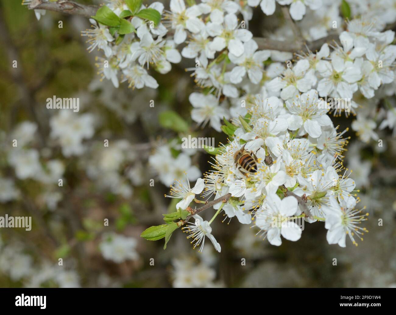 Weiße Pflaumenblüten blühen aus nächster Nähe, Biene sammelt Pollen und Nektar Stockfoto